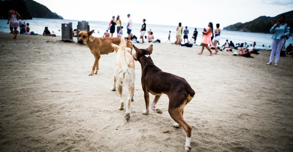 Distrito inicia esterilización de 1400 caninos y felinos en situación de calle y de estratos 1 y 2 Distrito inicia esterilización de 1400 caninos y felinos en situación de calle y de estratos 1 y 2