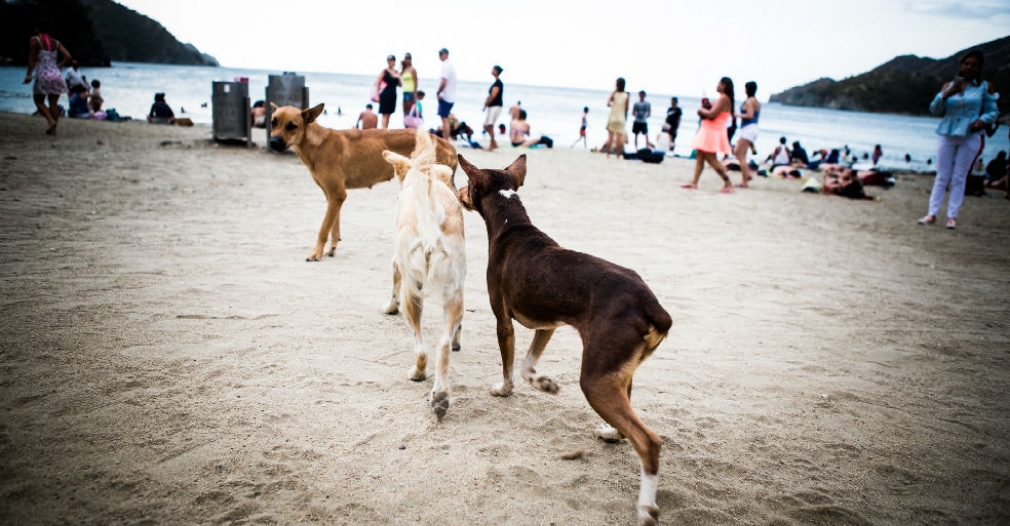 Distrito inicia esterilización de 1400 caninos y felinos en situación de calle y de estratos 1 y 2