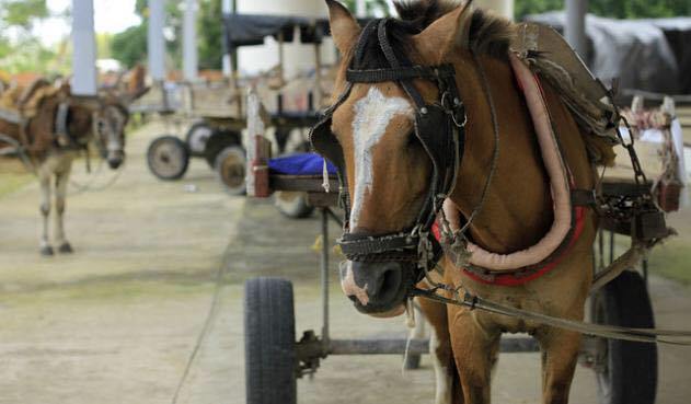 Alcaldía del Cambio continúa campaña de  sustitución de   vehículos de tracción animal