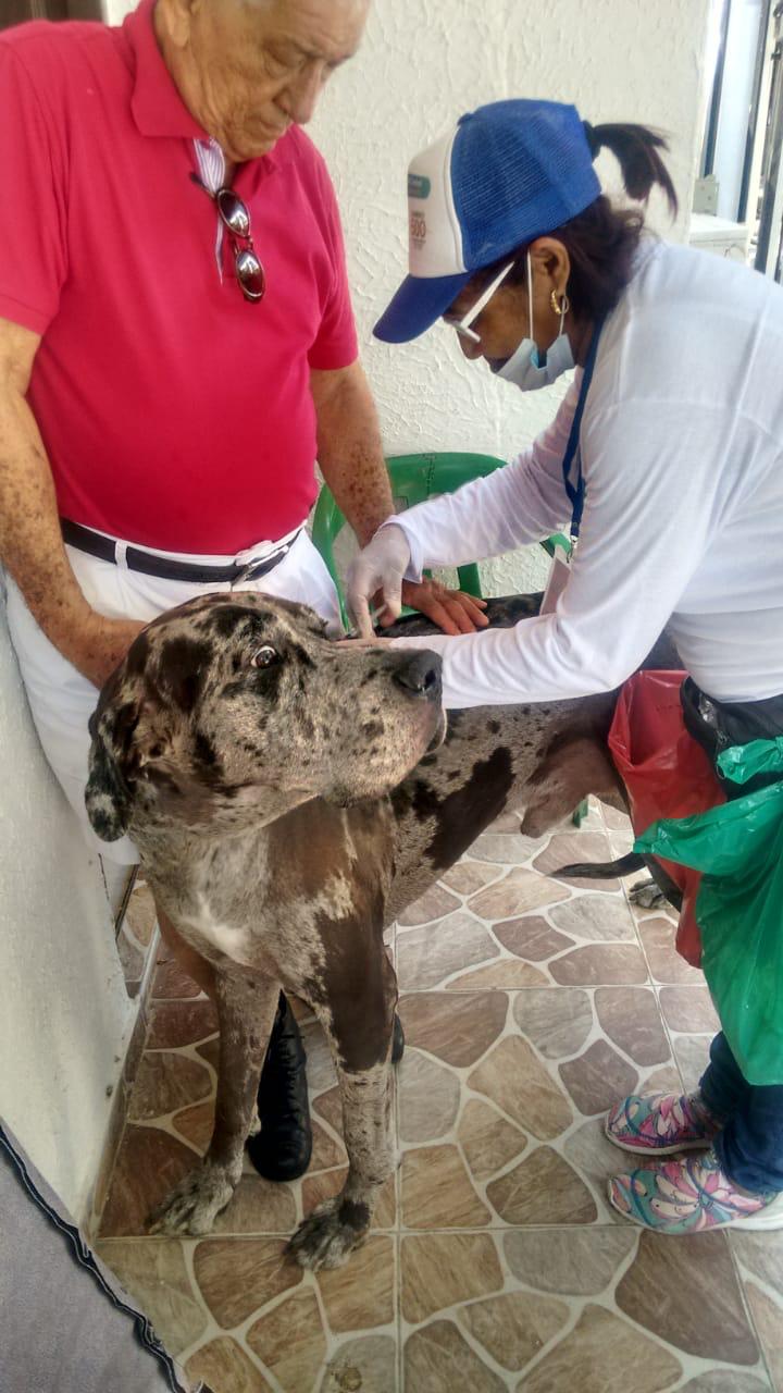 Más caninos y felinos vacunados en el Distrito