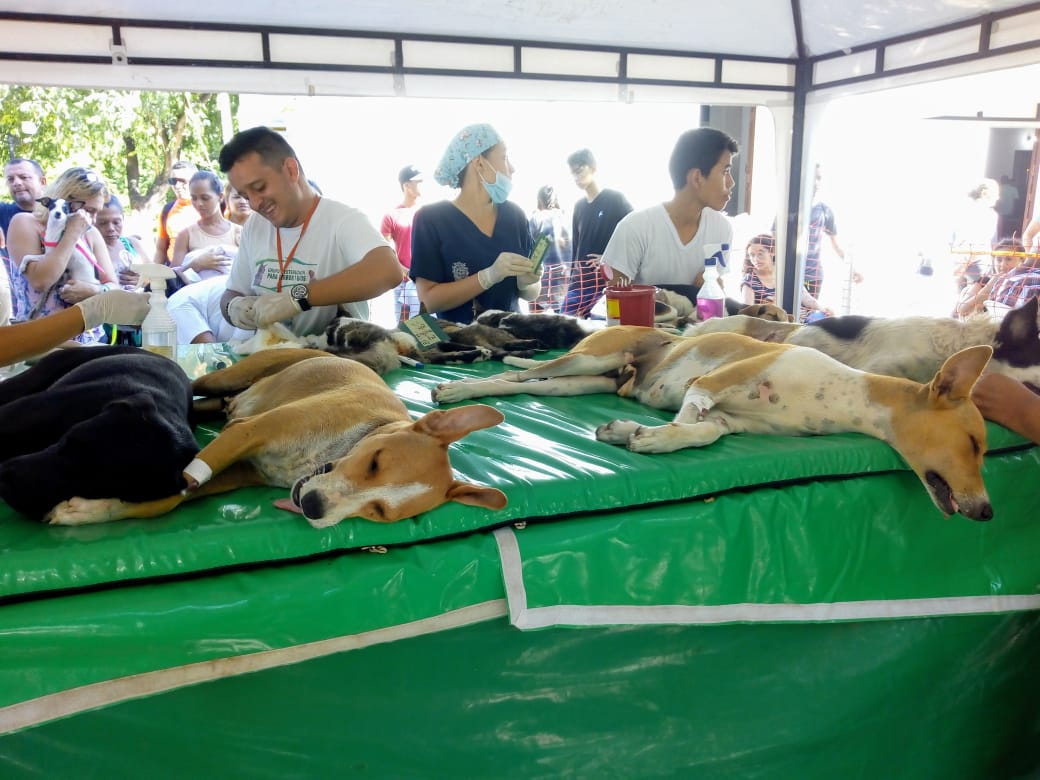 Distrito supera meta de esterilización y anuncia ‘Adoptatón’ de animalitos