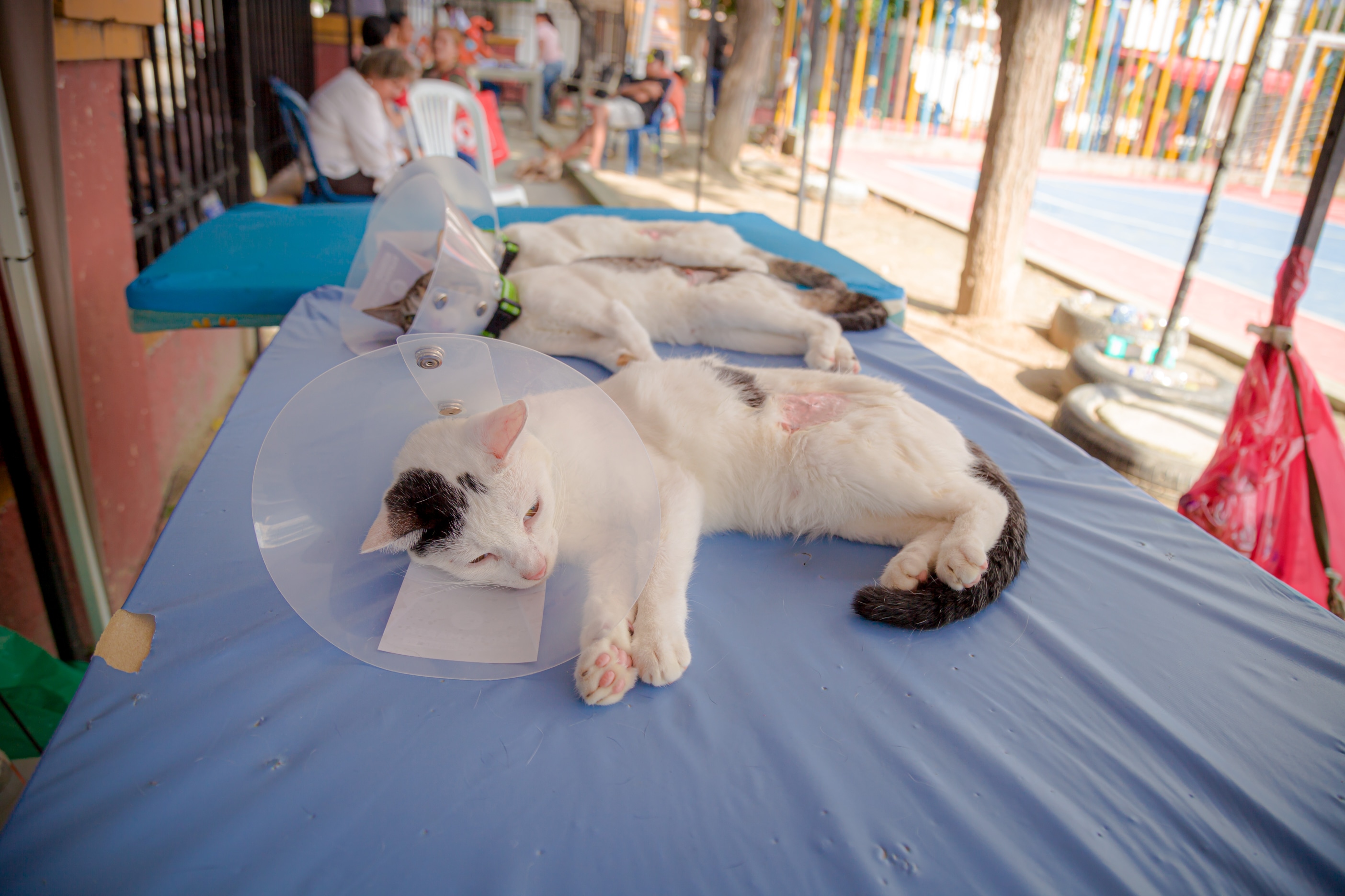 Jornadas masivas de esterilización de caninos y felinos llegan a más sectores del Distrito