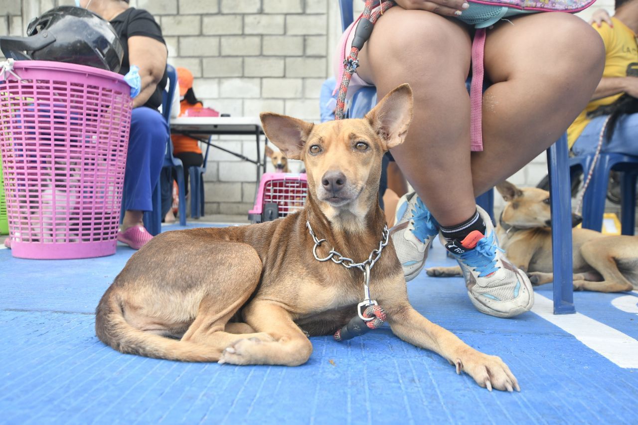 Alcaldía inicia jornadas de esterilización gratuita a más de 4 mil perros y gatos