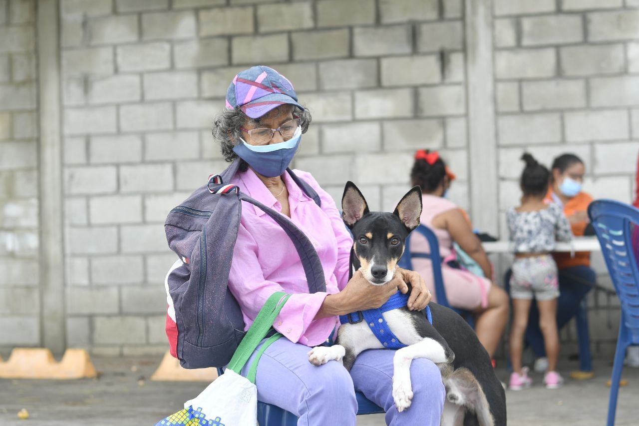 Alcaldía inicia jornadas de esterilización gratuita a más de 4 mil perros y gatos