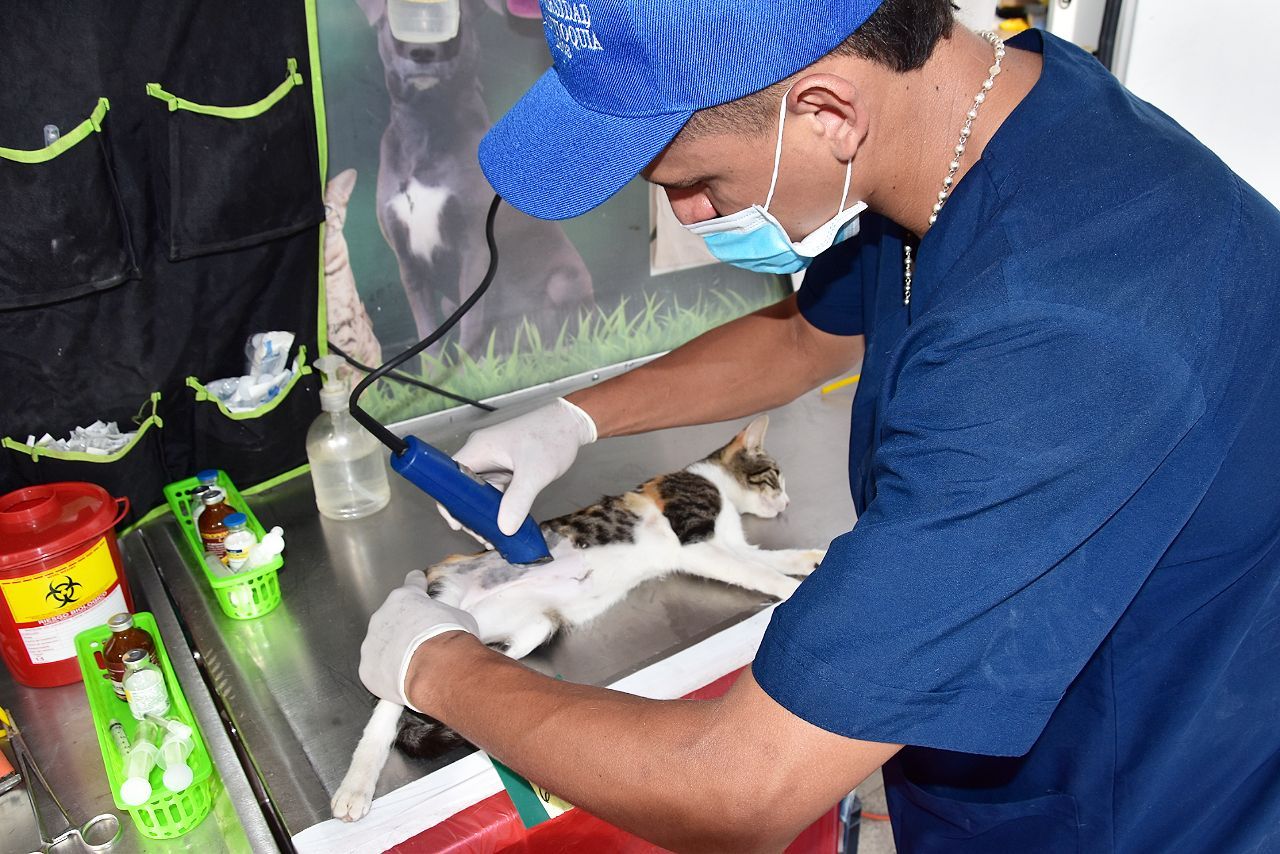 Esterilizaron  a  2.335 animales en la ciudad del cambio