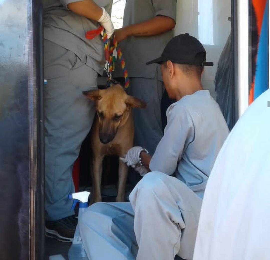 Inscripciones abiertas de voluntarios para Jornada de Esterilización y Castración de caninos Inscripciones abiertas de voluntarios para Jornada de Esterilización y Castración de caninos