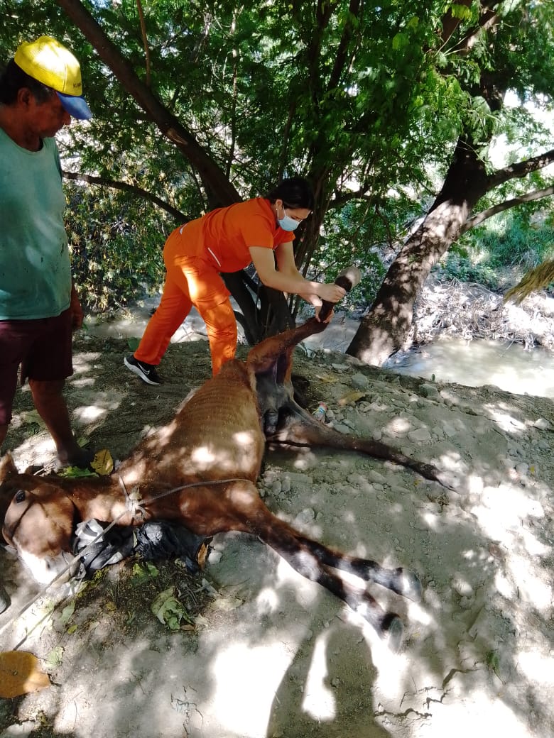 Alcaldía atendió a equino que se encontraba en estado de abandono