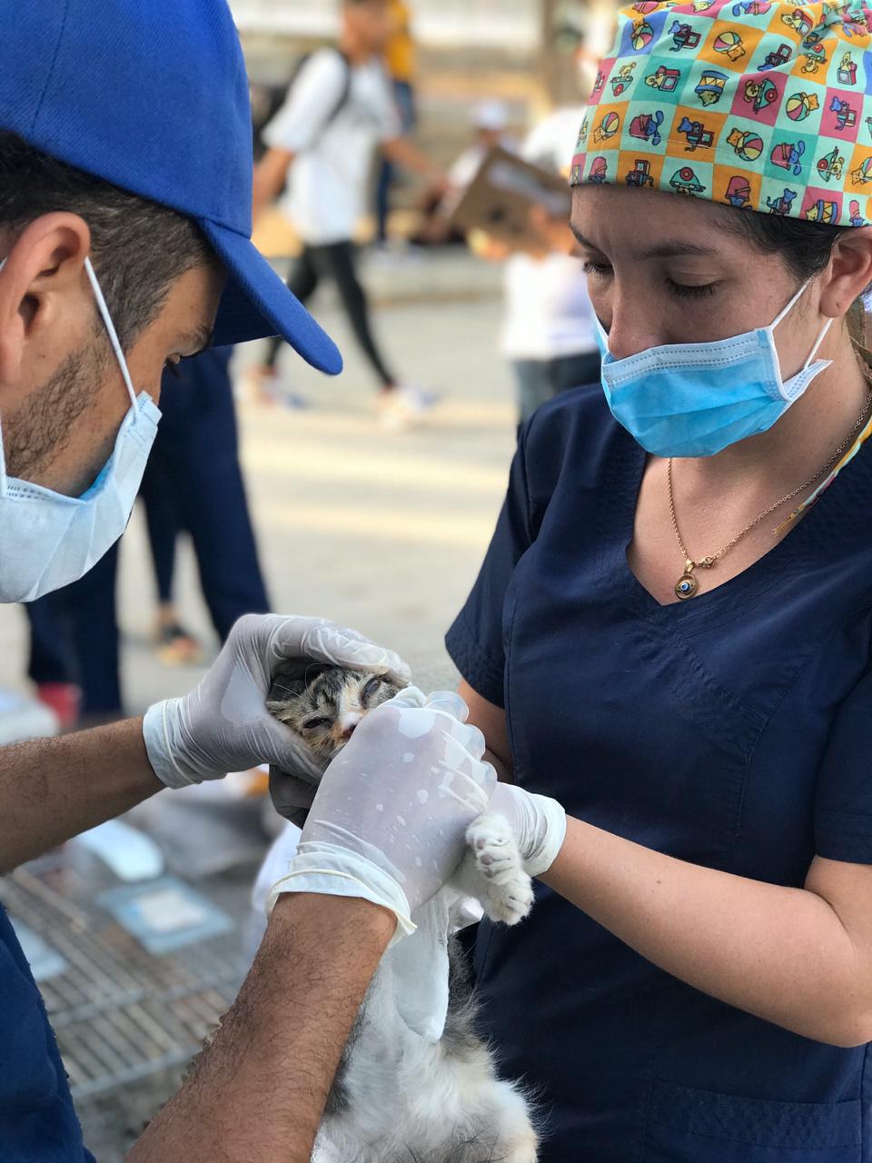 Distrito avanza en su Política de Protección  y Bienestar Animal  a través de las Jornadas de Esterilización