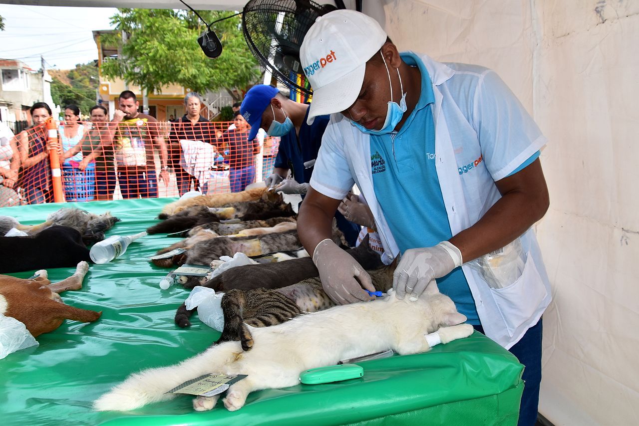 100 esterilizaciones practicadas en la II Jornada de Esterilización Canina y Felina  en el 11 de Noviembre