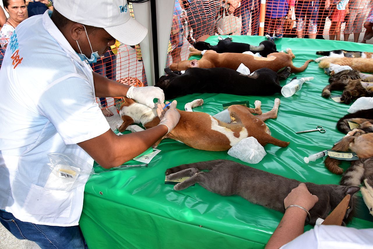 1.665 felinos y caninos  fueron atendidos en la campaña de esterilización  liderada por el gobierno del cambio