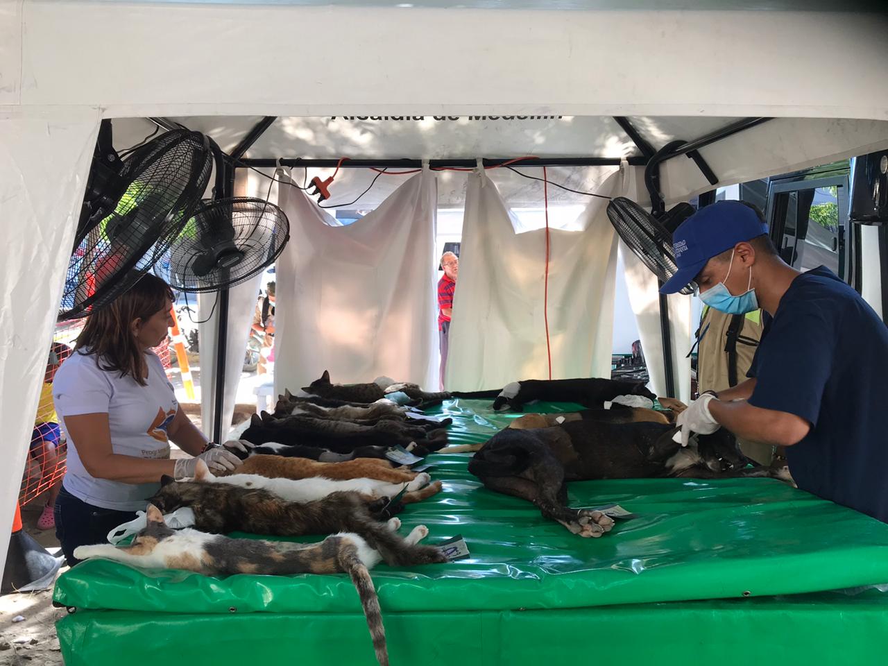 100 felinos y caninos  beneficiados con la VII Jornada de Esterilización de la Alcaldía del Cambio