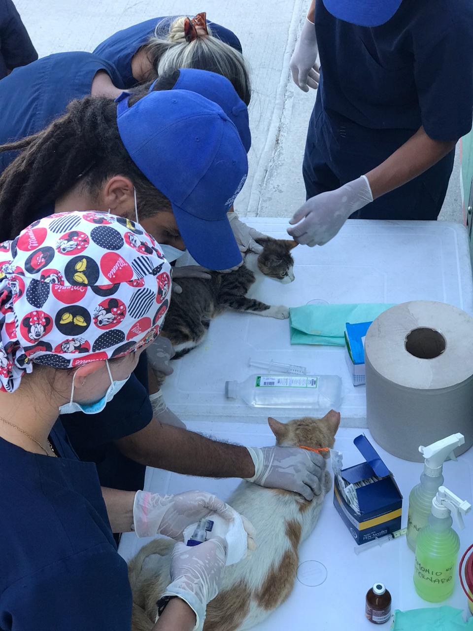 Brigada de atención médica animales en condición de calle en el Parque Deportivo  Bolivariano