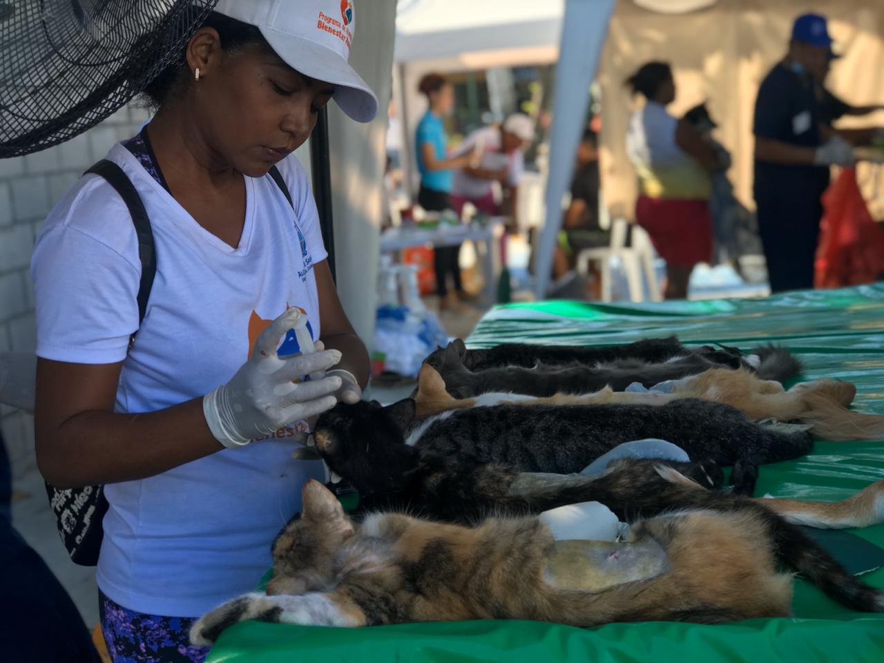 Jornada de Esterilización llegó hasta el Mercado Público de Santa Marta