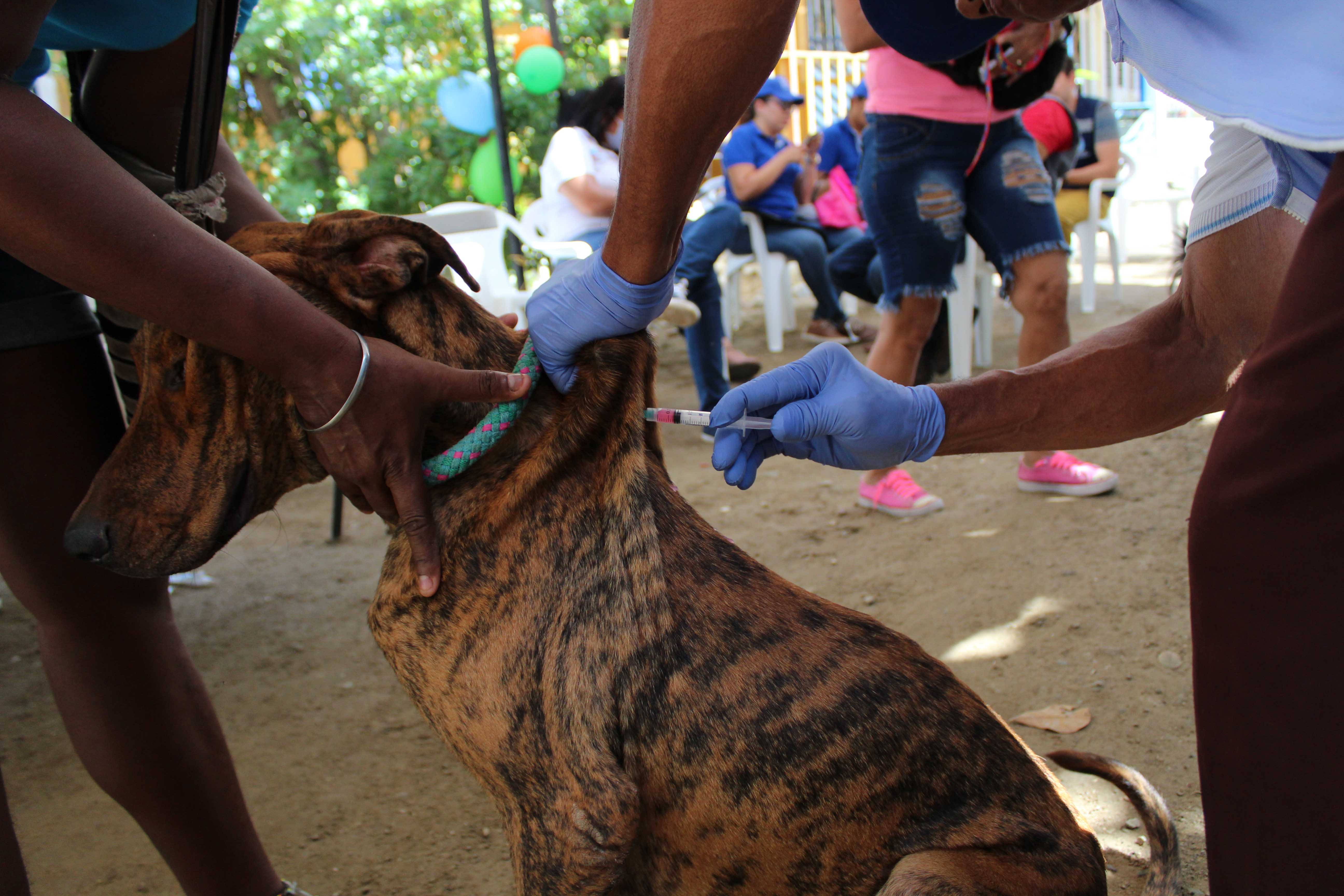 En Taganga se vacunaron 226 animales en el Día Mundial Contra La Rabia