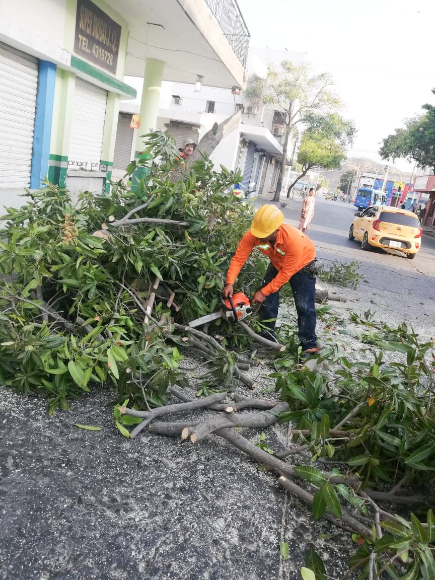 Essmar realizó poda de árbol en el Centro Histórico de Santa Marta