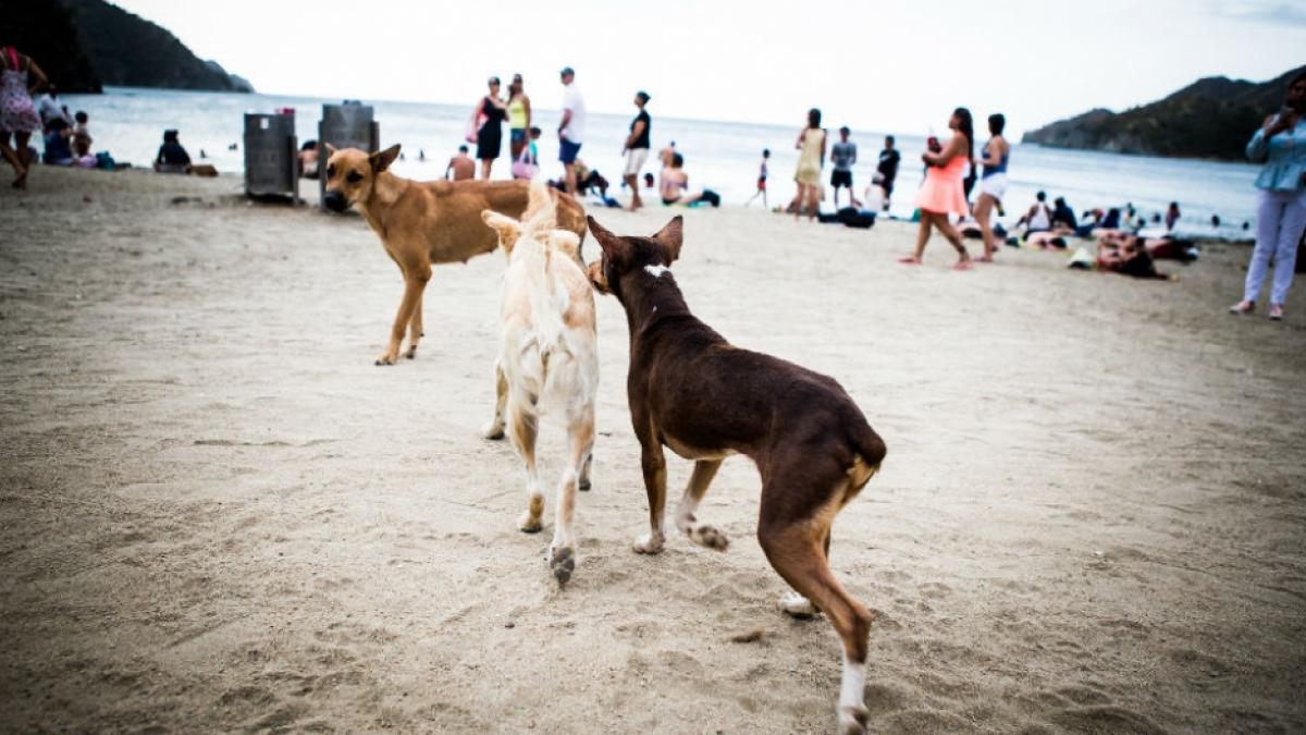 Distrito inicia esterilización de 1400 caninos y felinos en situación de calle y de estratos 1 y 2