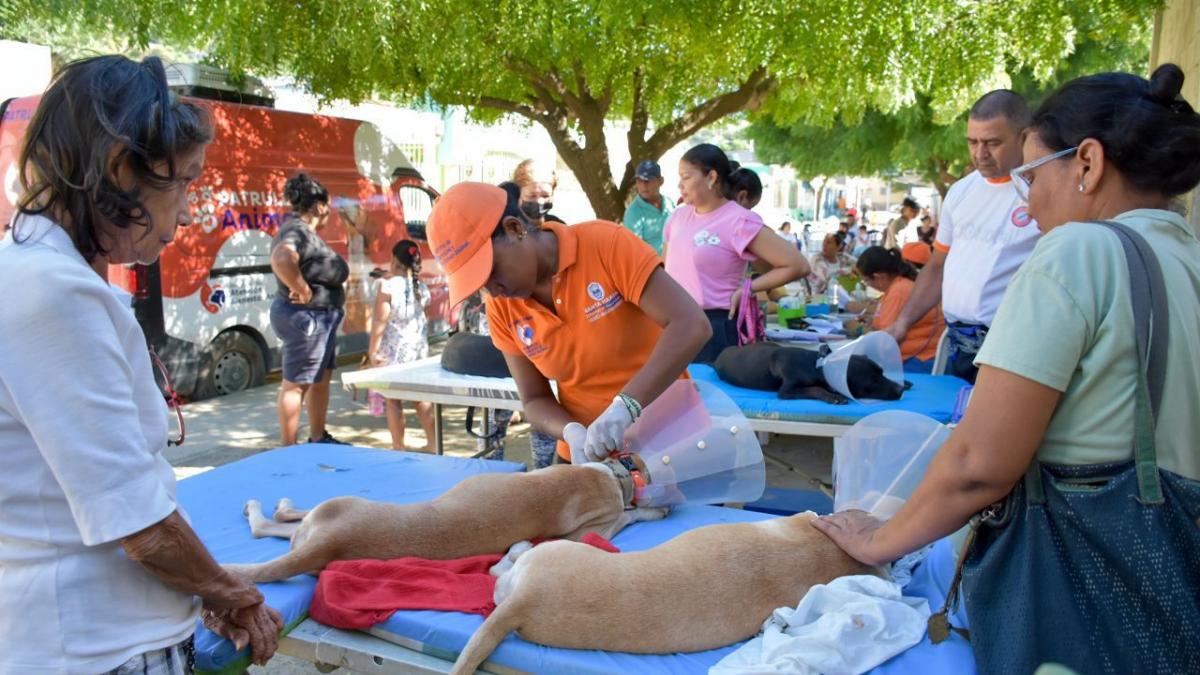 40 Caninos y felinos fueron esterilizados en el barrio Bastidas