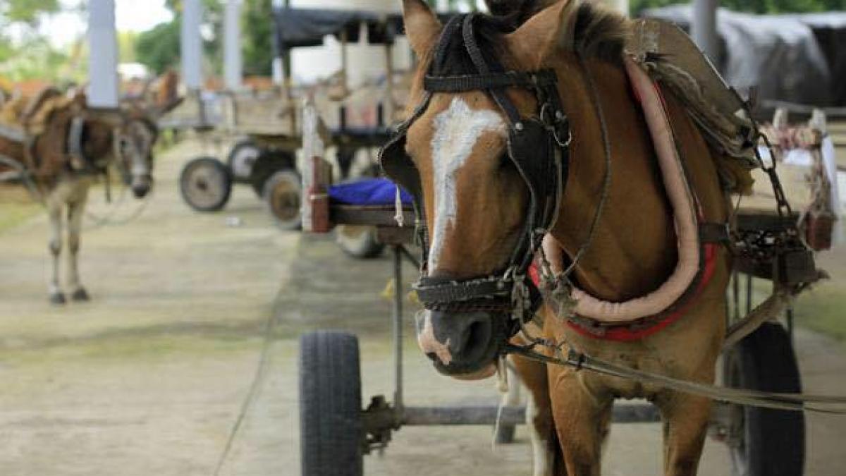 Alcaldía del Cambio continúa campaña de  sustitución de   vehículos de tracción animal