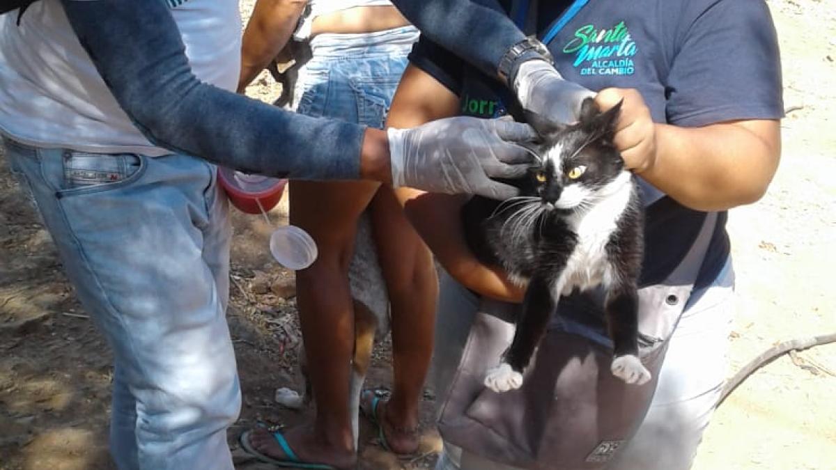 Continua censo y vacunación canina y felina en el Distrito