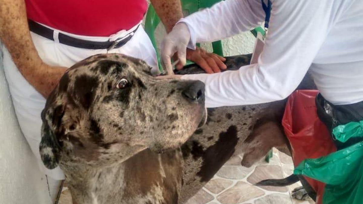 Más caninos y felinos vacunados en el Distrito