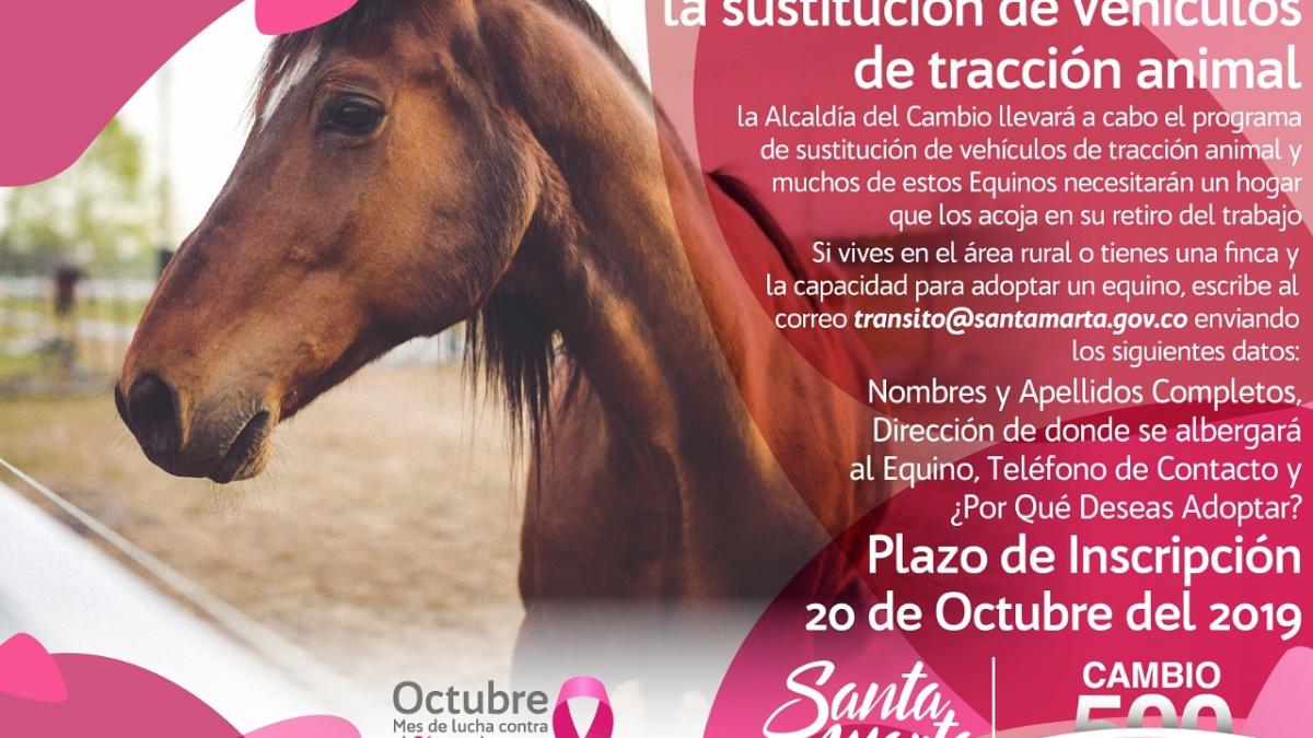 Alcaldía del Cambio abrió convocatoria para adopción de equinos