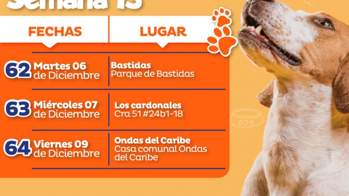 Jornadas masivas de esterilización de caninos y felinos llegan a más sectores del Distrito