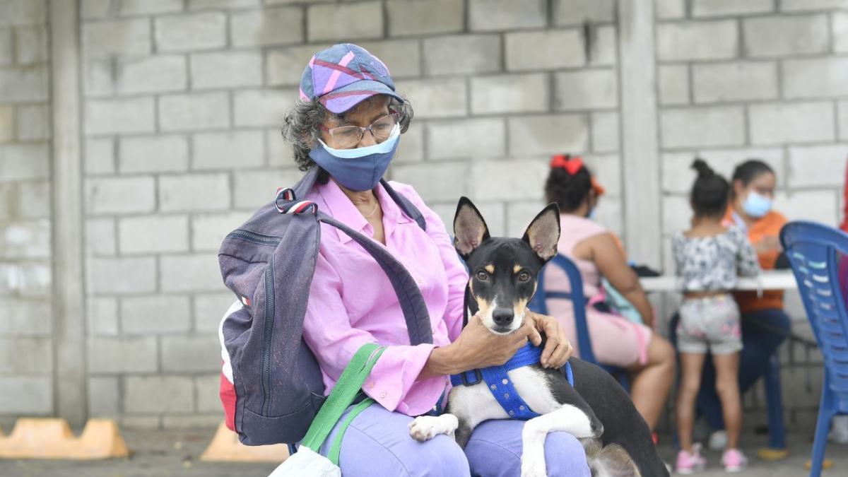Alcaldía inicia jornadas de esterilización gratuita a más de 4 mil perros y gatos