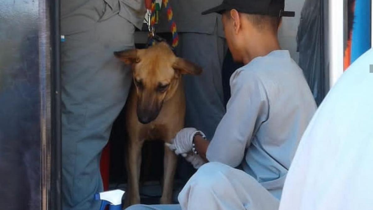 Inscripciones abiertas de voluntarios para Jornada de Esterilización y Castración de caninos