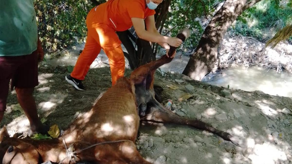 Alcaldía atendió a equino que se encontraba en estado de abandono