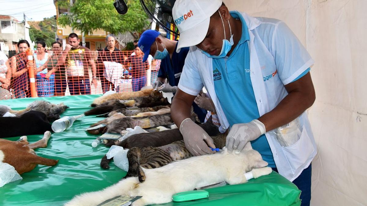 100 esterilizaciones practicadas en la II Jornada de Esterilización Canina y Felina  en el 11 de Noviembre