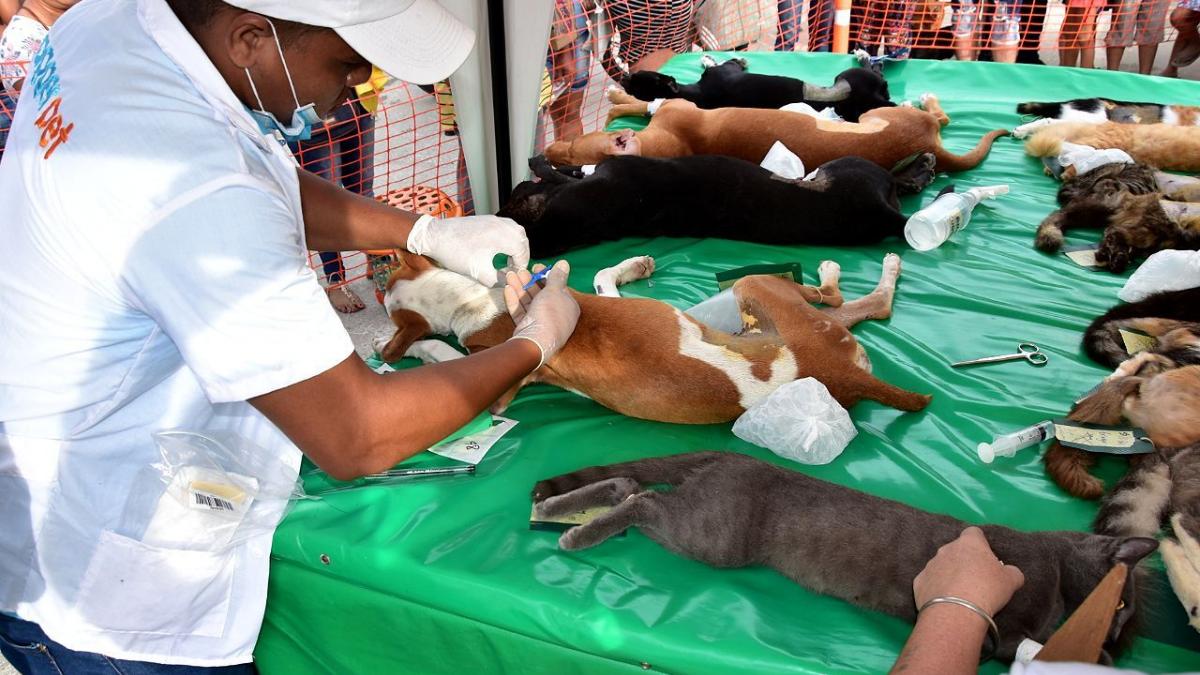 1.665 felinos y caninos  fueron atendidos en la campaña de esterilización  liderada por el gobierno del cambio