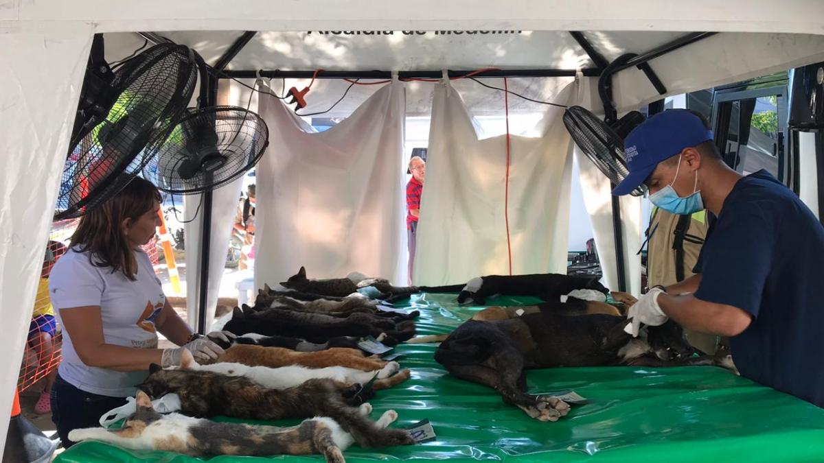 100 felinos y caninos  beneficiados con la VII Jornada de Esterilización de la Alcaldía del Cambio