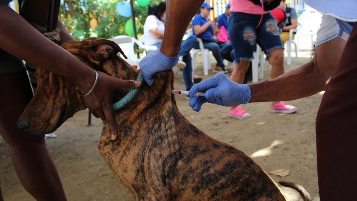 En Taganga se vacunaron 226 animales en el Día Mundial Contra La Rabia