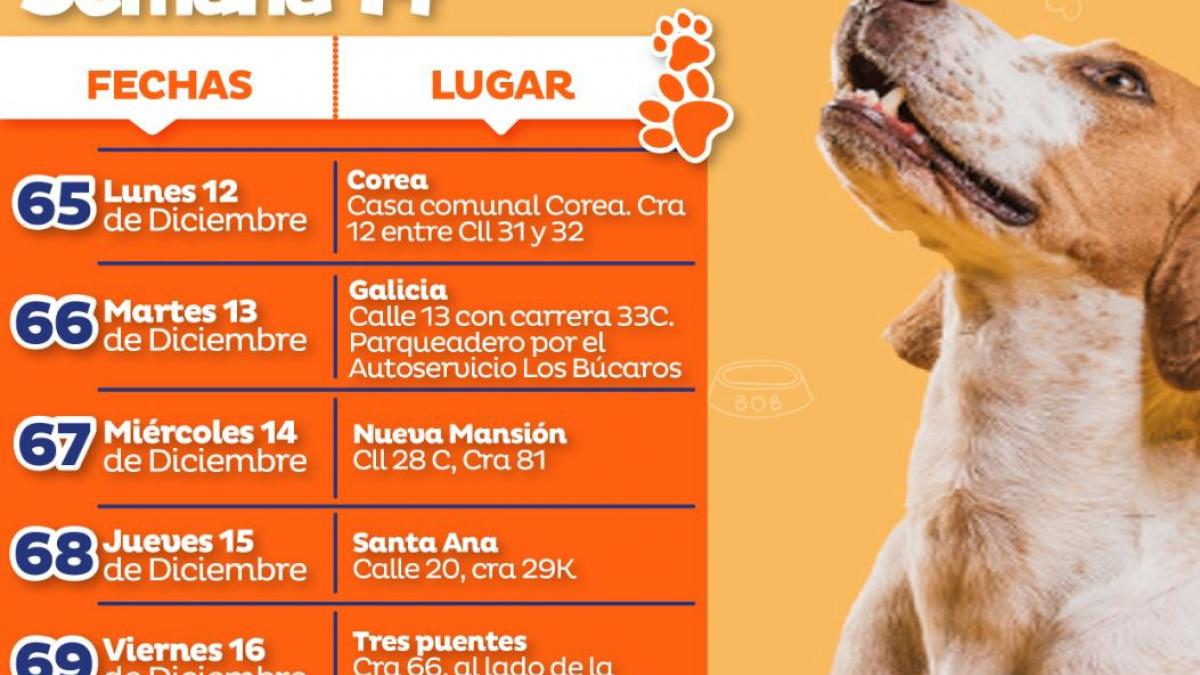 Jornadas de esterilización animal de la Alcaldía llegan a más barrios del Distrito