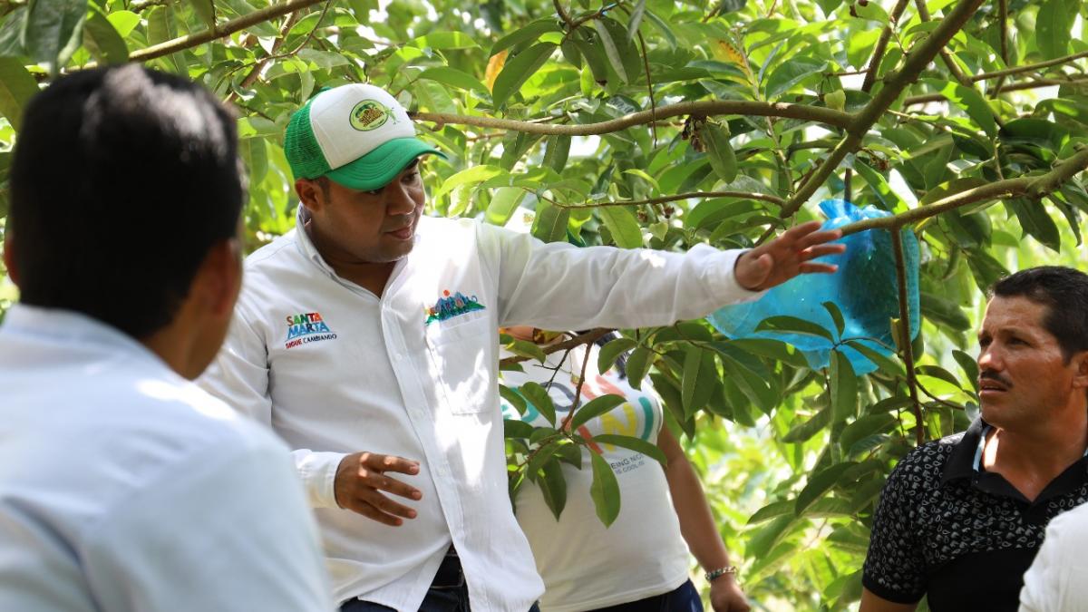 Distrito pide acompañamiento del ICA a campesinos, ante posible presencia de la “Mosca de la fruta”