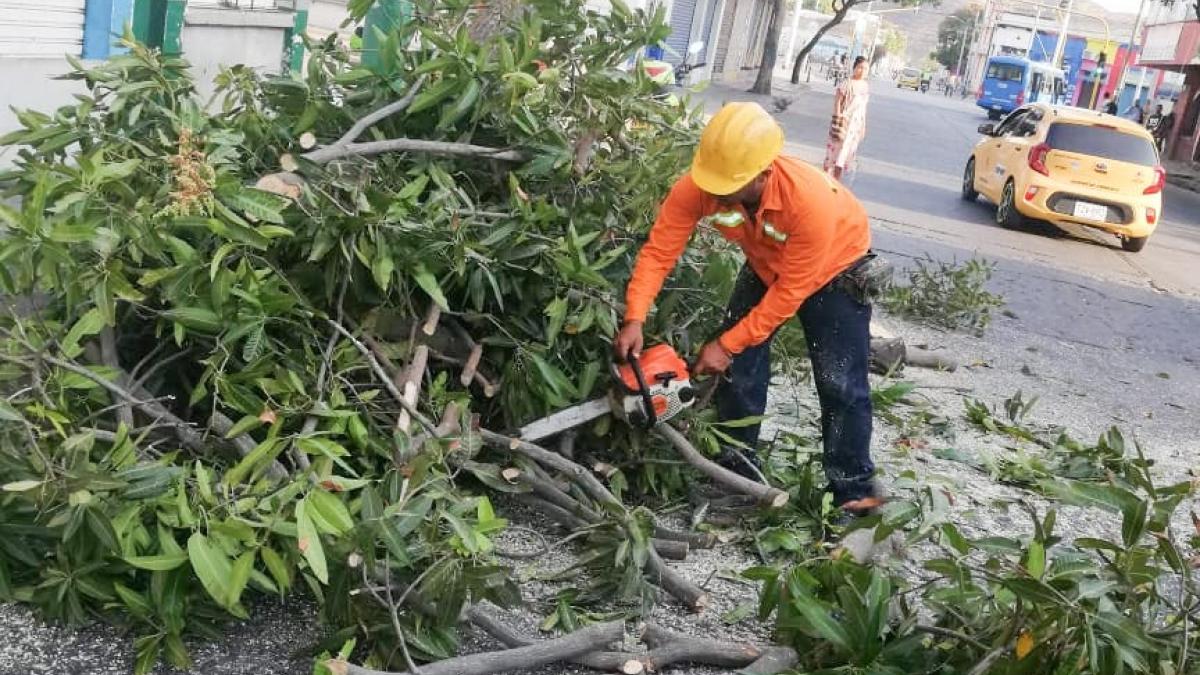 Essmar realizó poda de árbol en el Centro Histórico de Santa Marta