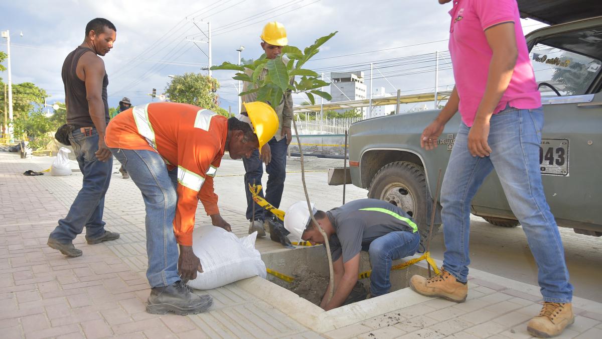 Iniciamos proceso de siembra de 62 árboles en el proyecto de la calle 22 y la avenida de El Ferrocarril