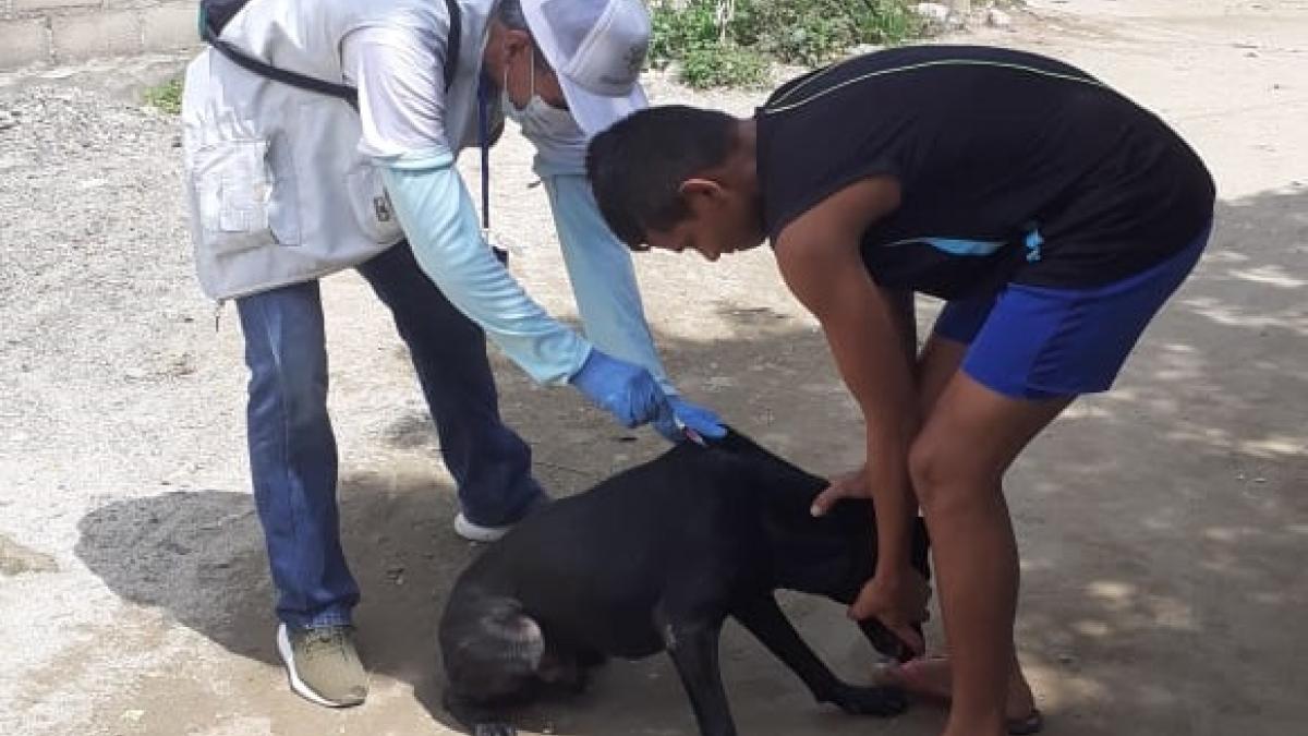 Distrito avanza con vacunación canina y felina  