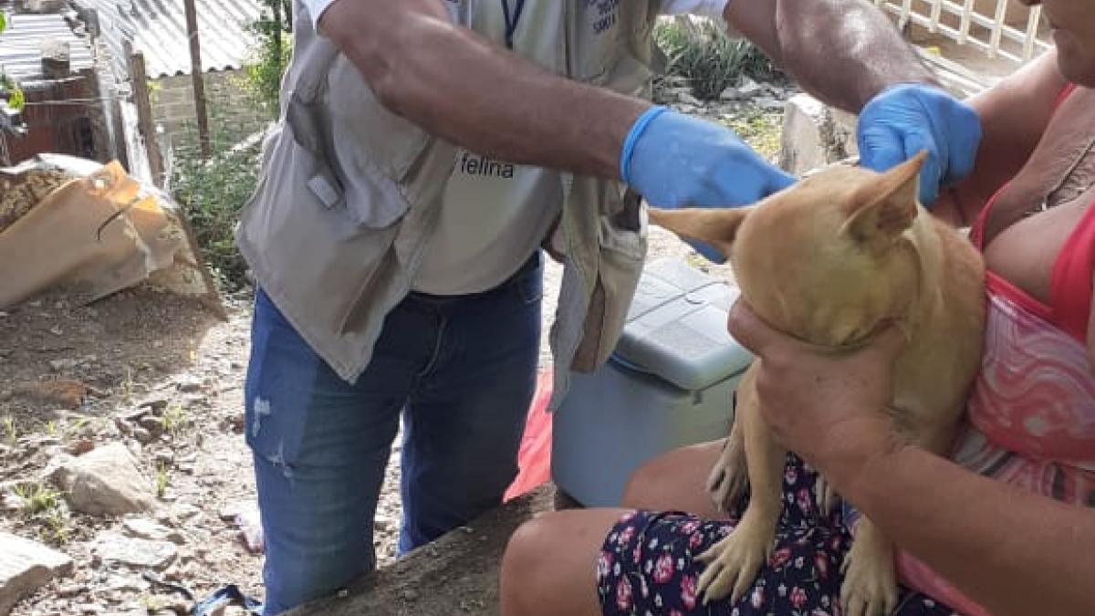 Vacunación canina y felina llega al Cerro La Lucha, El Pando y alrededores