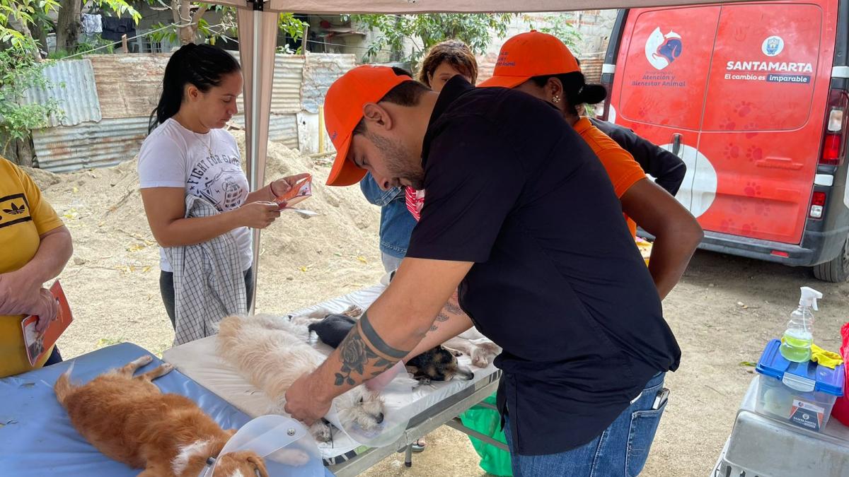 Programa de Atención y Bienestar Animal de la Alcaldía ha esterilizado 2.950 caninos y felinos