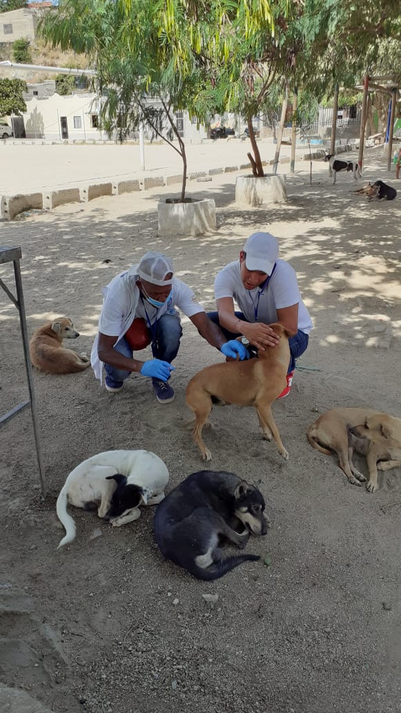 Vacunación canina y felina llega a San Martín, Villa Tabla, San Jorge y Nacho Vives