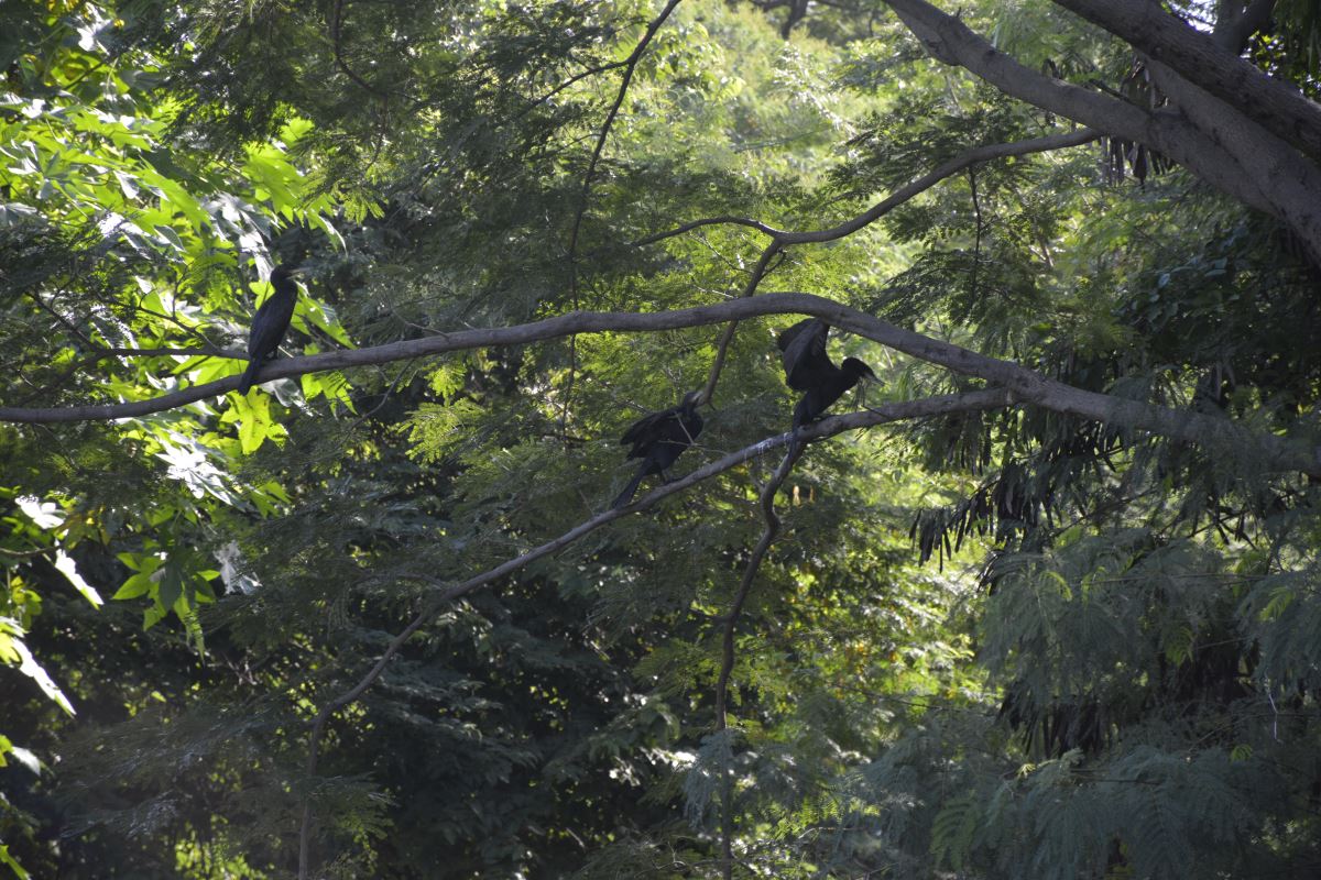 Alcaldía lanza proyecto ambiental comunitario ¡Yo Cambio Mi Quebrada!